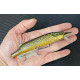 ВОБЛЕР WESTIN PIKE SP, 140mm, 30 грам, колір natural pike